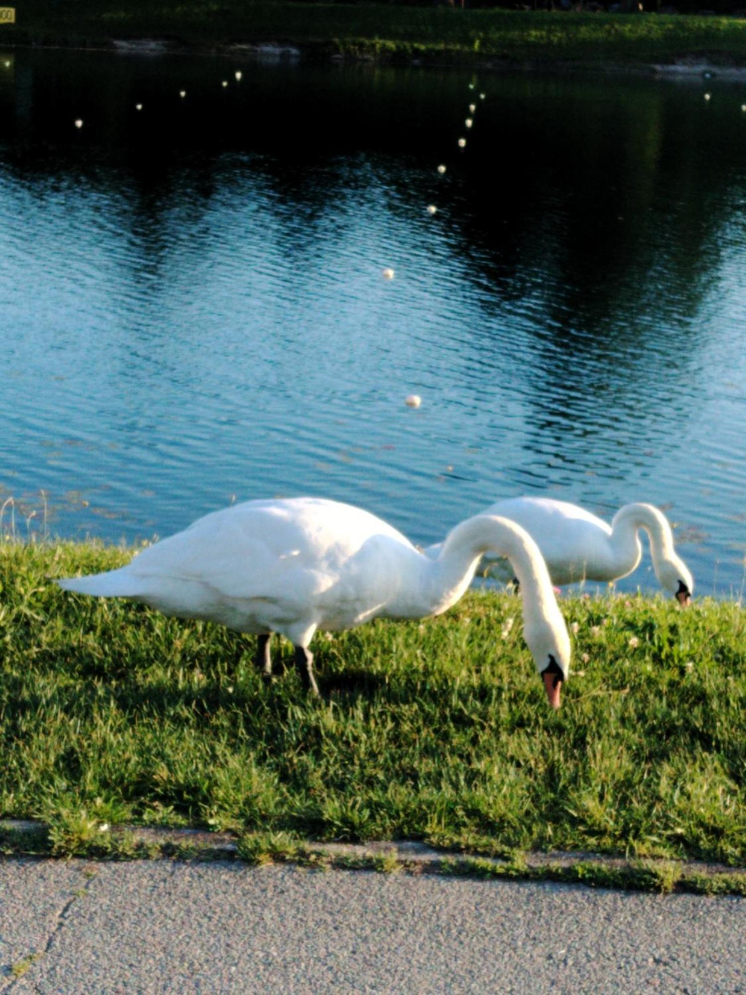 The Lake Zagrzeb Zewnętrze zdjęcie